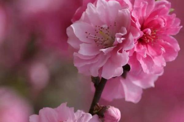 八字桃花多
